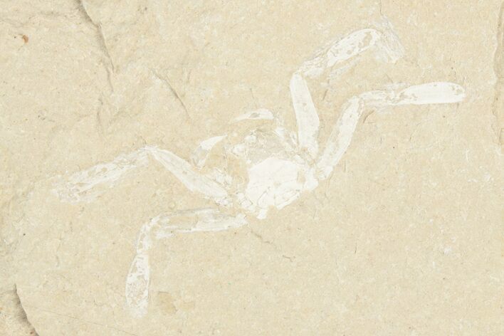 Cretaceous Fossil Crab (Geryon) - Hjoula, Lebanon #201367